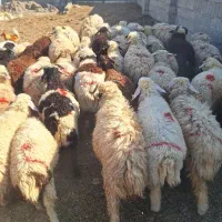 بره|حیوانات مزرعه|جیرفت, |دیوار