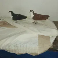 یه جفت صده سیاه قرمز