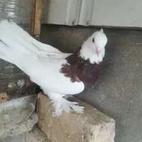 5 عدد کبوتر تزیینی