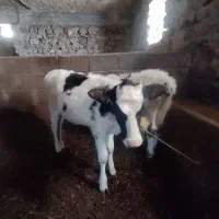 دوتا گوساله دورگه یکی نر یکی ماده چهار ماهه|حیوانات مزرعه|هوراند, |دیوار