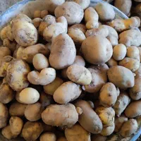 سیبزمینی کاملا ارگانیک|خوردنی و آشامیدنی|کامیاران, |دیوار