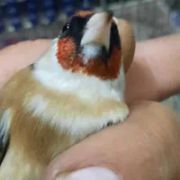 سهره چونه سفید