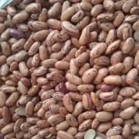 لوبیا چیتی به شرط پخت رسید.کیلو ۲۹۰ ت