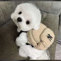 سگ بامزه خانگی|سگ|شیراز, تاچارا|دیوار