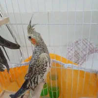 عروس هلندی|پرنده|صومعه‌سرا, |دیوار