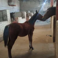 اسب کره نریان کرد|اسب و تجهیزات اسب‌سواری|خسروشاه, |دیوار