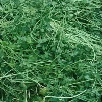 سبزی کرده،پیاز سرخ کرده