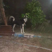 هاسکی نر هشت ماه|سگ|نرماشیر, |دیوار