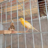 قناری نره|پرنده|شوشتر, |دیوار