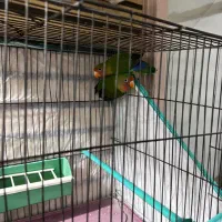 طوطی ملنگو و برزیلی|پرنده|الیگودرز, |دیوار