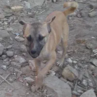 سگ پاکوتاه|سگ|گنبد کاووس, |دیوار