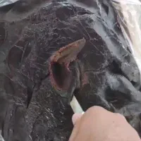 خرما و مشتقات آن|خوردنی و آشامیدنی|شیراز, فرهنگ شهر|دیوار