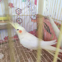 فروش طوطی عروس|پرنده|سرخرود, |دیوار