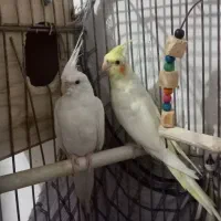 ۳عدد عروس‌هلندی سالم