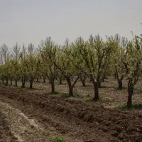 زمین-باغی-میدان-کوزه-امیریه-شهریار