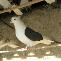 کبوتر مایه