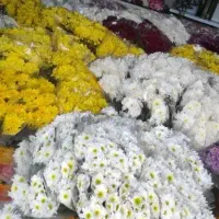 گل روز مادر|گل و گیاه طبیعی|الشتر, |دیوار