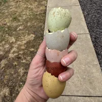 دو مرغ و یک خروس لاکدنزی لاکندزی لاکنزی تخم آبی