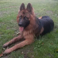 توله ژرمن شولاین اصیل|سگ|نشتارود, |دیوار