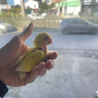 طوطی برزیلی|پرنده|محمودآباد, |دیوار