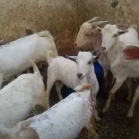 کهر|حیوانات مزرعه|کیش, |دیوار