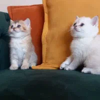 بریتیش نر و ماده