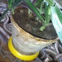 برگ انجیری و موسی درگهواره|گل و گیاه طبیعی|نیشابور, کوی فرهنگیان|دیوار