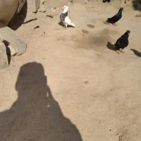شادگان|پرنده|شادگان, |دیوار