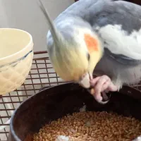 عروس هلندی نر|پرنده|سنگر, |دیوار