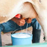 شیر پرچرب(مستقیم از دامداری)