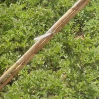 بوته گوجه و بادمجان