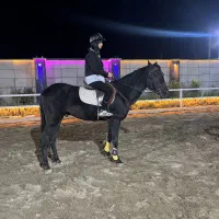 اسب نریان مشکی واکسی