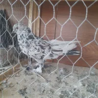 چند عدد کبوتر خوب و ی جفت پشت دار نوک ریز|پرنده|بهارستان, |دیوار