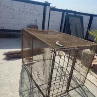 توری مرغی و کبوتر