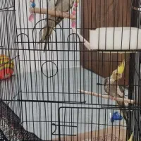 عروس هلندی ماده به همراه دوتا جوجه