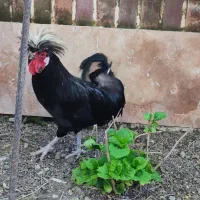 خروس لهستانی