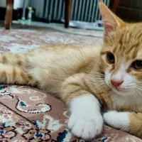 واگذاری بچه گربه