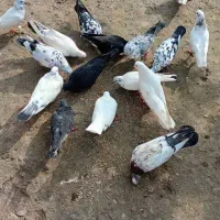 فروش کلی وجزیی کبوتر پرشی وتضمینی|پرنده|لشت نشا, |دیوار