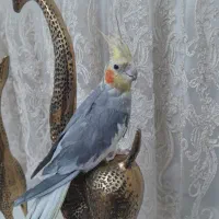 یک جفت عروس هلندی مولد رام و دستی نر سخنگو