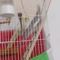 عروس|پرنده|تربت جام, شاهد|دیوار