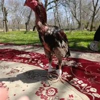 تماس بگیرید