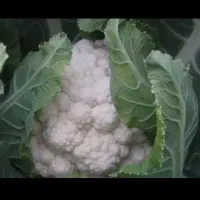 گح خلبقسنجخلععر