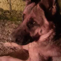 واگذاری ژرمن شپرد ماده