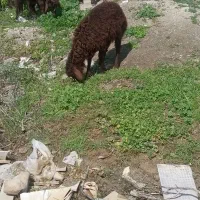 بره نر قوچی و ماده