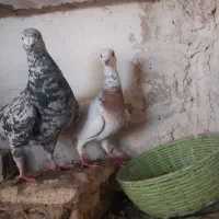 2جفت سرور درجه 1