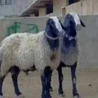 2راس نر 75کیلو