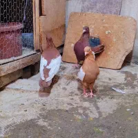 دم سفید کلاغ زرد سینه سرخ|پرنده|مشهد, کوشش|دیوار