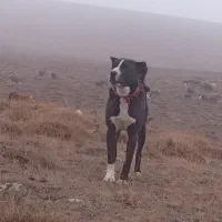 سگ گله