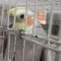 عروس هلندی گم شده|حیوانات|قوچان, |دیوار