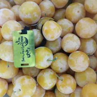 نهالی که رنگ طلا دارد مثل کیفیت مرغوبیتش